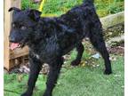 Adopt Jasper a Black Poodle (Standard) / Schnauzer (Standard) / Mixed dog in