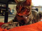 Adopt Mocha a Spotted Tabby/Leopard Spotted Domestic Shorthair / Mixed (short
