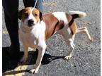 Adopt Paxton a Tan/Yellow/Fawn - with White Jack Russell Terrier / Mixed Breed