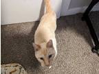 Adopt Melvin a White (Mostly) Domestic Shorthair (short coat) cat in