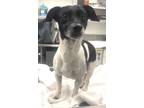 Adopt 160972 a Black Jack Russell Terrier / Mixed dog in Bakersfield