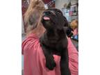 Adopt Sean a Black Labrador Retriever / Terrier (Unknown Type