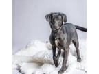 Adopt Buddy (Gatsby) a Black Labrador Retriever / Mixed Breed (Medium) / Mixed