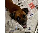 Adopt Princess Buttercup a Red/Golden/Orange/Chestnut Boxer / Mixed dog in
