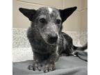 Adopt Pico a Black Mixed Breed (Medium) / Mixed dog in Carrollton, TX (40914456)