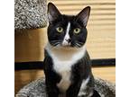Adopt MOMO a Black & White or Tuxedo Domestic Shorthair (short coat) cat in