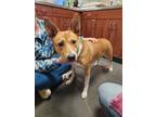 Adopt Puma (Adelaide) a Red/Golden/Orange/Chestnut Basenji / Mixed dog in