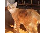 Adopt CARROT a Orange or Red Tabby Domestic Shorthair (short coat) cat in