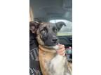 Adopt Zelda a Black Australian Cattle Dog / Mixed dog in Greenville