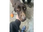 Adopt Doogie a Black Mixed Breed (Large) / Mixed dog in Greenville