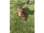 Adopt Coffe a Brown/Chocolate Australian Terrier / Mixed dog in Oceanside