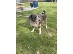 Adopt Roy a Black - with Gray or Silver Poodle (Standard) / Mixed dog in