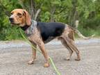 Adopt Duke a Black - with Gray or Silver Beagle / Mixed dog in Colborne