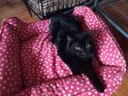 Adopt Eli a All Black Domestic Shorthair (short coat) cat in Midland