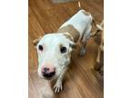 Adopt Lady* a White Terrier (Unknown Type, Small) / Mixed dog in Baton Rouge
