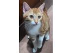 Adopt JAZZY a Orange or Red Tabby Domestic Shorthair (short coat) cat in Diamond