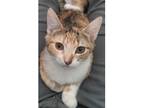 Adopt BELLA a Calico or Dilute Calico Domestic Shorthair (short coat) cat in
