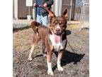 Adopt Reeses a Brown/Chocolate Mixed Breed (Large) / Mixed dog in Hamilton