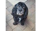 Adopt Buddy a Black American Cocker Spaniel / Dachshund / Mixed (short coat) dog