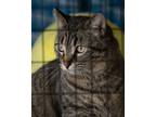 Adopt Momma a Gray, Blue or Silver Tabby Domestic Shorthair / Mixed (short coat)