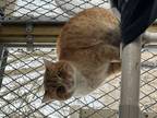 Adopt Flamingo a Orange or Red Domestic Shorthair / Domestic Shorthair / Mixed