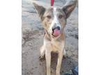 Adopt Quila a Tricolor (Tan/Brown & Black & White) Cattle Dog / Siberian Husky /