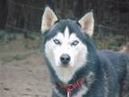 Adopt Bean a Black - with White Siberian Husky / Mixed dog in San Juan Bautista