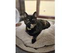 Adopt Miuku a All Black Domestic Shorthair / Domestic Shorthair / Mixed cat in