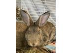 Adopt Reaper a Fawn Flemish Giant / Mixed (short coat) rabbit in Chippewa Falls