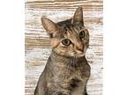 Adopt Sansa S a Brown Tabby Domestic Shorthair / Mixed (short coat) cat in