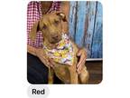 Adopt Red a Brown/Chocolate - with Tan Hound (Unknown Type) / Mixed dog in