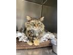 Adopt Rowan a Tortoiseshell Domestic Longhair (long coat) cat in Chippewa Falls