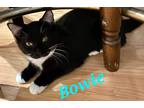 Adopt Bowie a Black & White or Tuxedo Domestic Shorthair (short coat) cat in