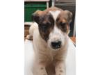 Adopt Humpty Dumpty a White Terrier (Unknown Type, Small) / Shepherd (Unknown
