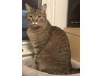 Adopt Big Boy LW a Domestic Shorthair / Mixed cat in Lyman, SC (40892071)