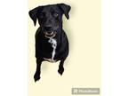 Adopt Rizzo a Black - with White Labrador Retriever / Mixed dog in New Castle