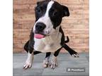 Adopt Prancer a Black - with White Pit Bull Terrier / Mixed dog in New Castle