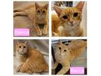 Adopt Becca & Bianca a Orange or Red Tabby American Bobtail (short coat) cat in