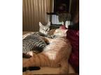 Adopt Cheddi & Kobi a Tan or Fawn Tabby (medium coat) cat in Laguna Woods