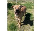 Adopt Meadow a Tan/Yellow/Fawn - with Black Mastiff / Black Mouth Cur / Mixed