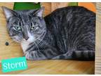 Adopt Storm a Domestic Shorthair / Mixed (short coat) cat in Jim Thorpe