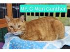Adopt Mr. G Man Gunther a Domestic Shorthair / Mixed (short coat) cat in Jim