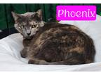 Adopt Phoenix a Domestic Shorthair / Mixed (short coat) cat in Jim Thorpe