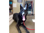 Adopt Alexa a Black German Shepherd Dog / Mixed (short coat) dog in Fishers