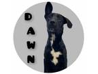 Adopt Dawn a Black Mixed Breed (Medium) / Mixed Breed (Medium) / Mixed (short