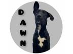 Adopt Dawn a Black Mixed Breed (Medium) / Mixed dog in Sullivan, IN (40894232)