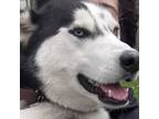 Adopt lobo a Black - with White Husky / Mixed dog in Algonquin, IL (40911450)