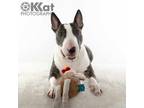 Adopt Zuez a Brindle - with White Bull Terrier / Mixed dog in Mustang