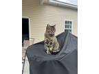 Adopt Percy a Brown Tabby Tabby / Mixed (medium coat) cat in Bloomingdale