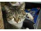 Adopt Miracle (In foster) a Gray, Blue or Silver Tabby Domestic Shorthair (short